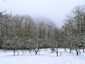 Lire la suite à propos de l’article Nos arbres ont besoin du froid !
