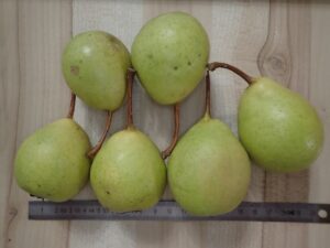 Lire la suite à propos de l’article Décrire un fruit, un travail de longue haleine !