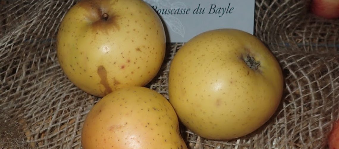 Bouscasse_de_Bayle_RKML