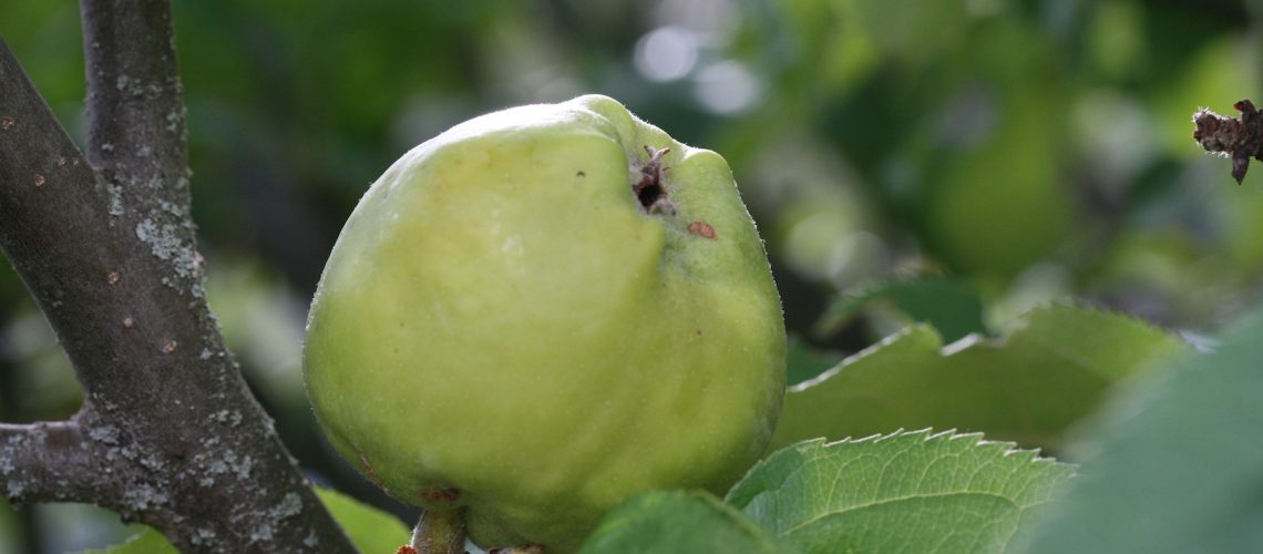 Grasse de Chirac - Fruit avant maturité